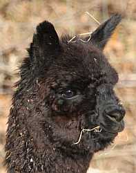 blackie